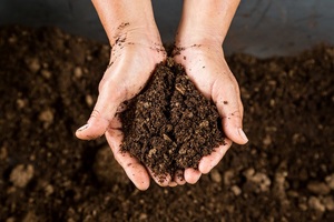 Photograph of a person holding soil.