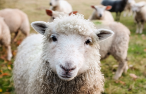 Sheep looking straight ahead in field