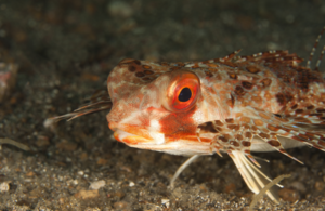 Gurnard on muck sand bottom with orange eyes and brown scales.