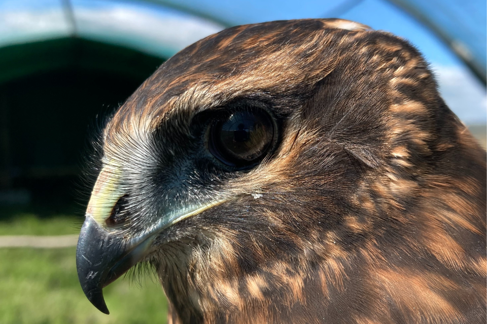 119 hen harrier chicks fledge in England in 2022