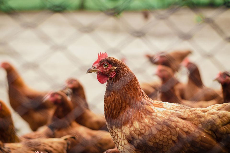Avian influenza prevention zone declared in south west England