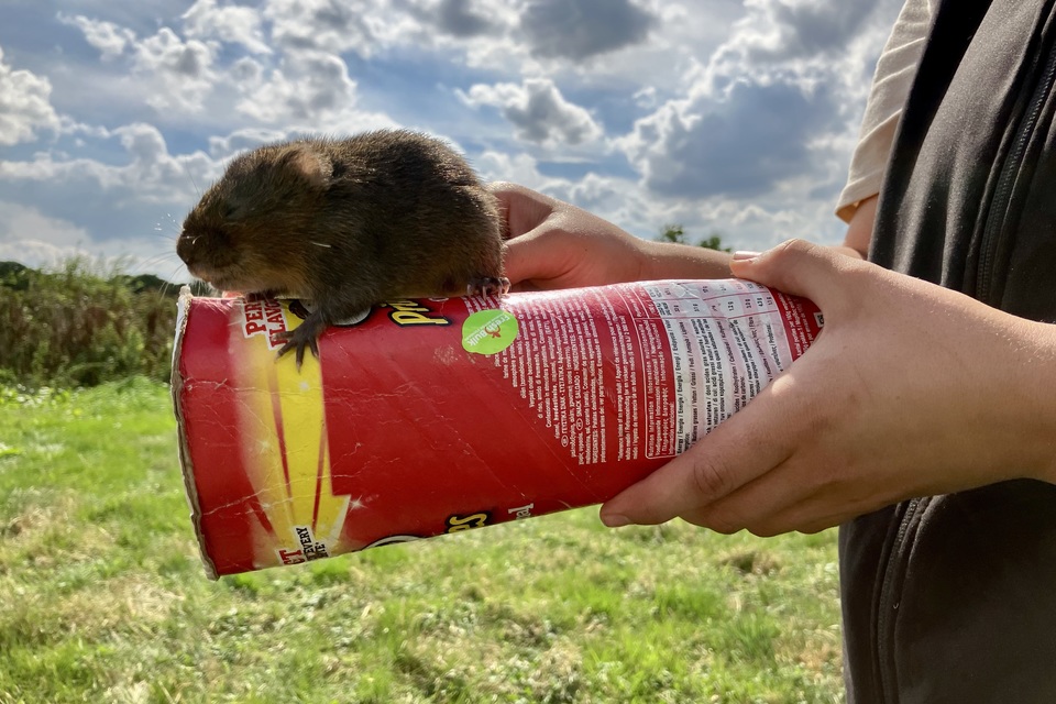 50 first dates for Salisbury's most eligible water voles