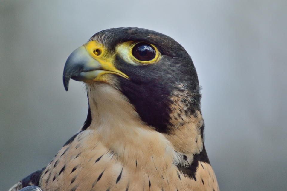 Public call for evidence launched to inform review of ‘wild take