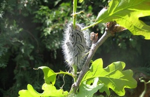 Oak processionary moth caterpillars