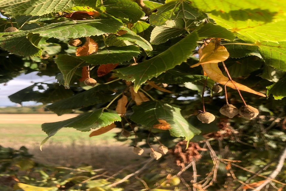 Domestic tree seed production to be ramped up with new grant