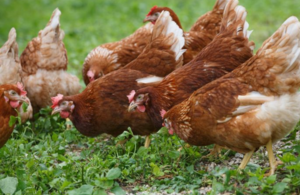 A photo of chickens in a field