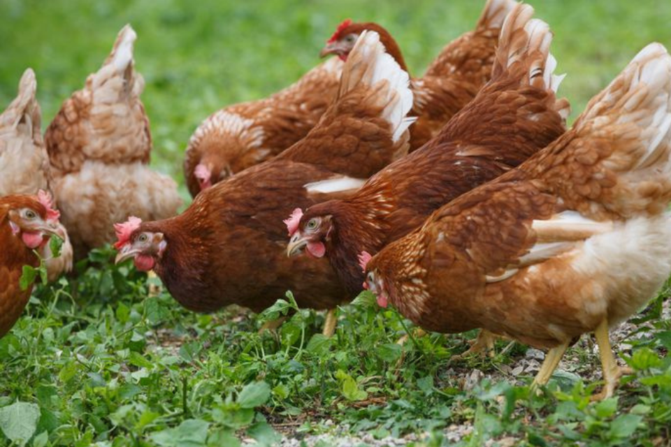 Avian influenza prevention zone declared in Norfolk, Suffolk and parts of Essex
