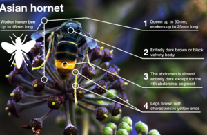 Image of Asian hornet with description