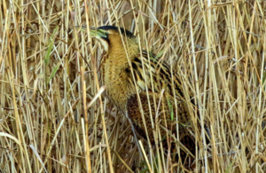 Bittern in the grass at the Flashes of Wigan and Leigh