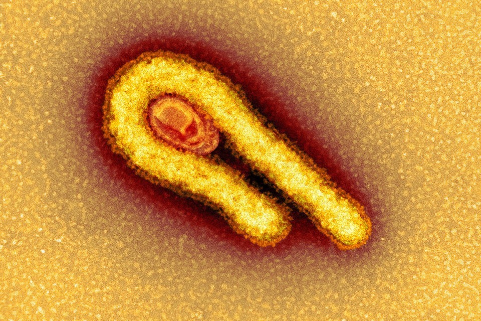 UKHSA monitoring Ebola outbreak in East Africa