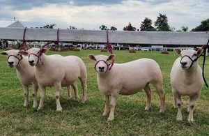 Texel sheep at Las Magnolias