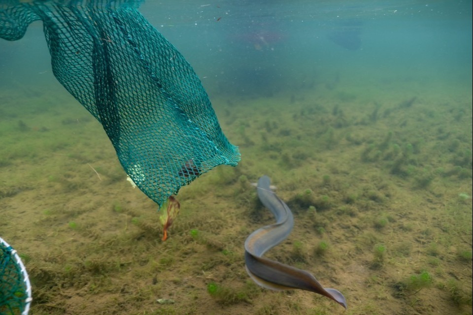 Ancient mystery of European eel migration unravelled to help combat decline of critically endangered species