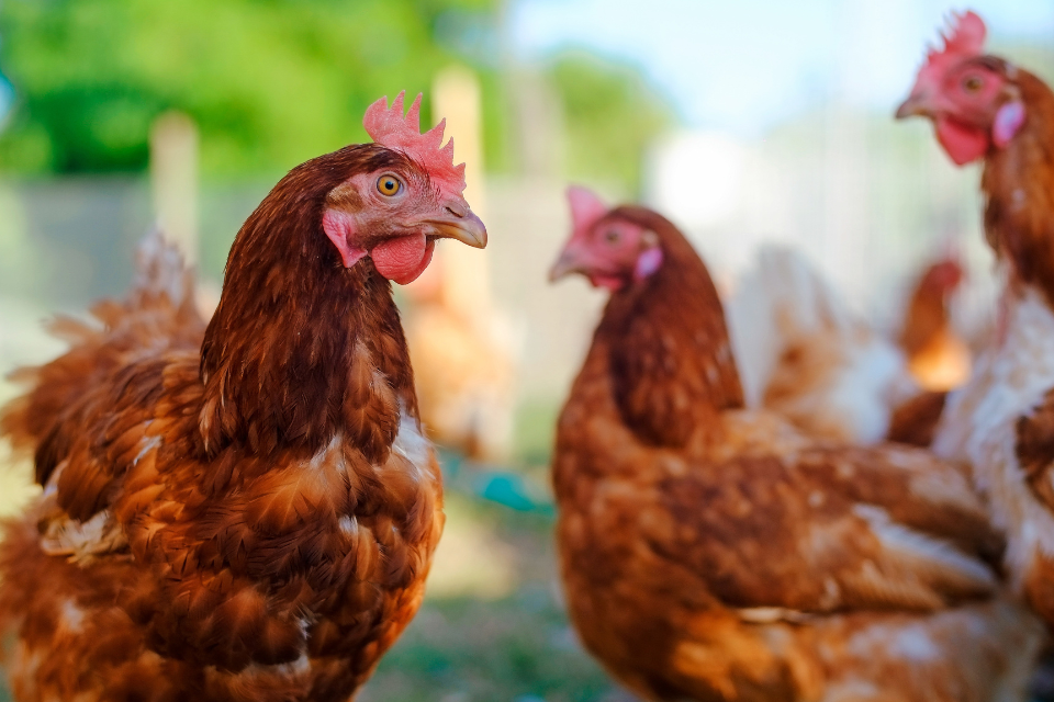 Avian influenza: Prevention Zone declared across Great Britain