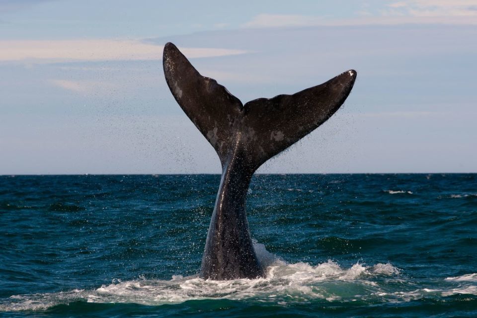 United Kingdom reiterates strong anti whaling stance at International Whaling Commission