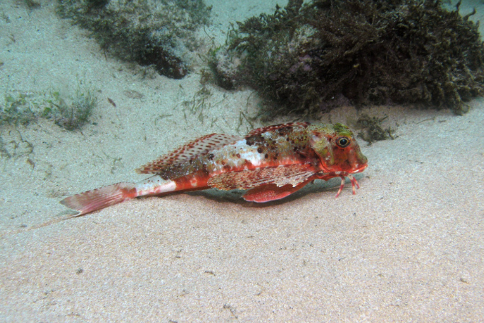 Non quota species working group minutes published