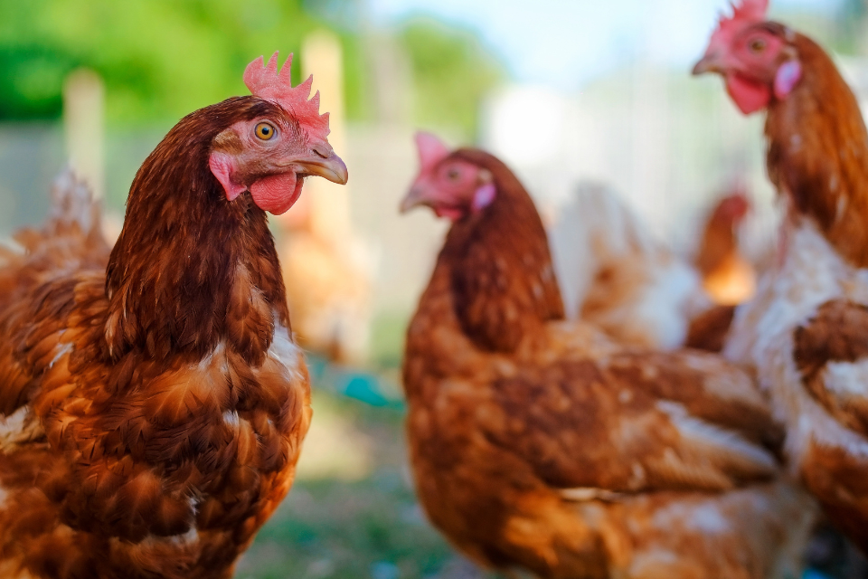 New package of measures announced to support poultry industry with bird flu