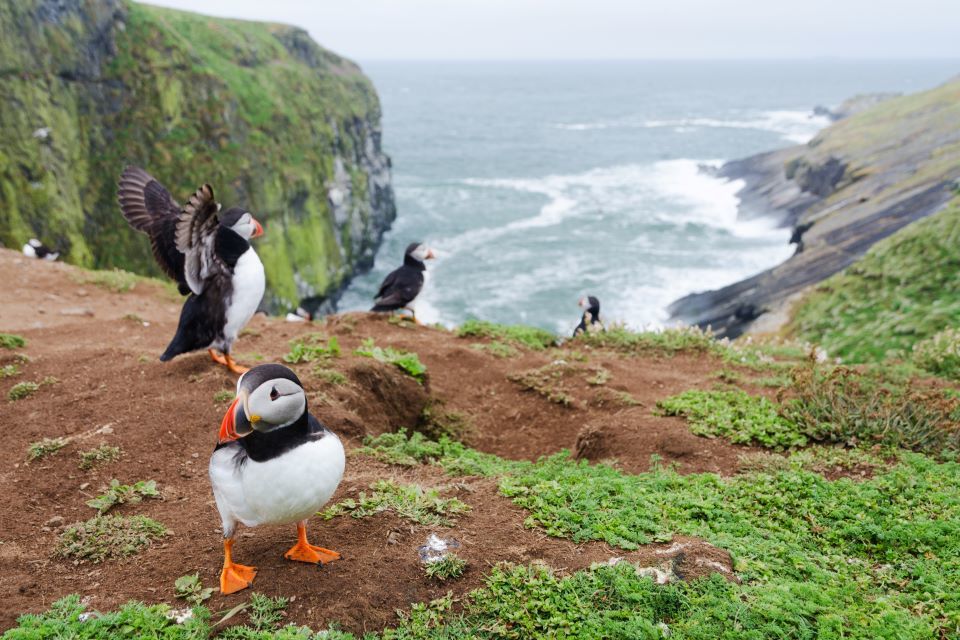 England’s treasured island seabird populations to be protected with new government funding