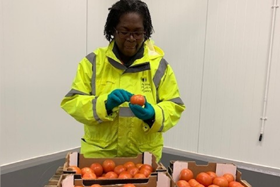 A Plant Health Seeds Inspector, examining some imports of tomatoes.