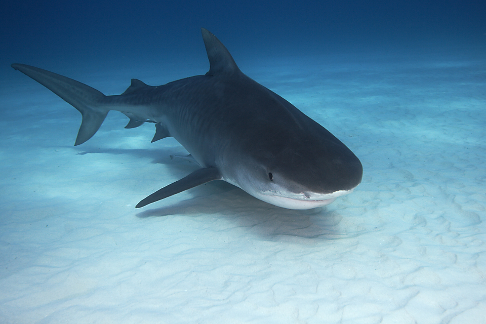 Fight against international wildlife crime stepped up