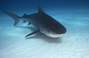 A 12~ft Tiger Shark underwater