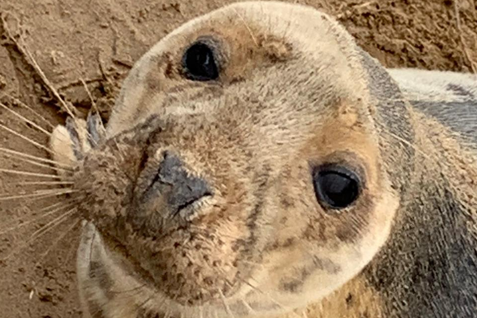 Public urged to stay safe during busy seal pupping season