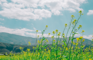 Yellow flowers in front of a mountain backdrop