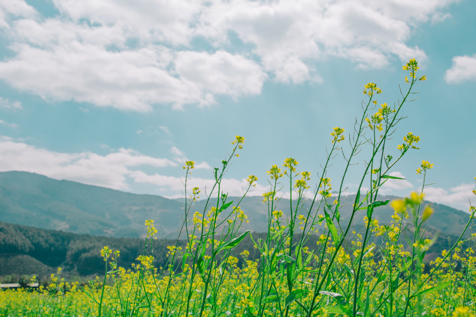COP15   UK nature agencies set out vision to restore nature to avoid ‘profound threat to humanity’s future’