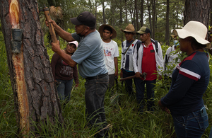 People working to recollect resin from trees.