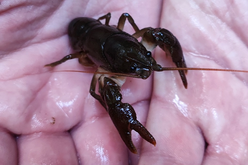 One of the native white-clawed crayfish found in the brook.