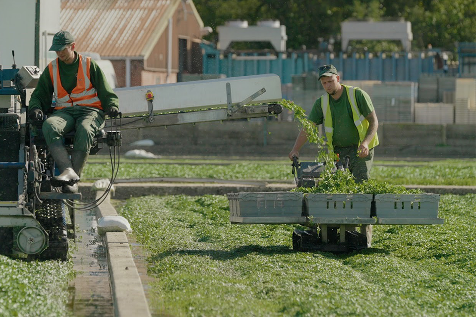 The Watercress Company harvesting a crop.