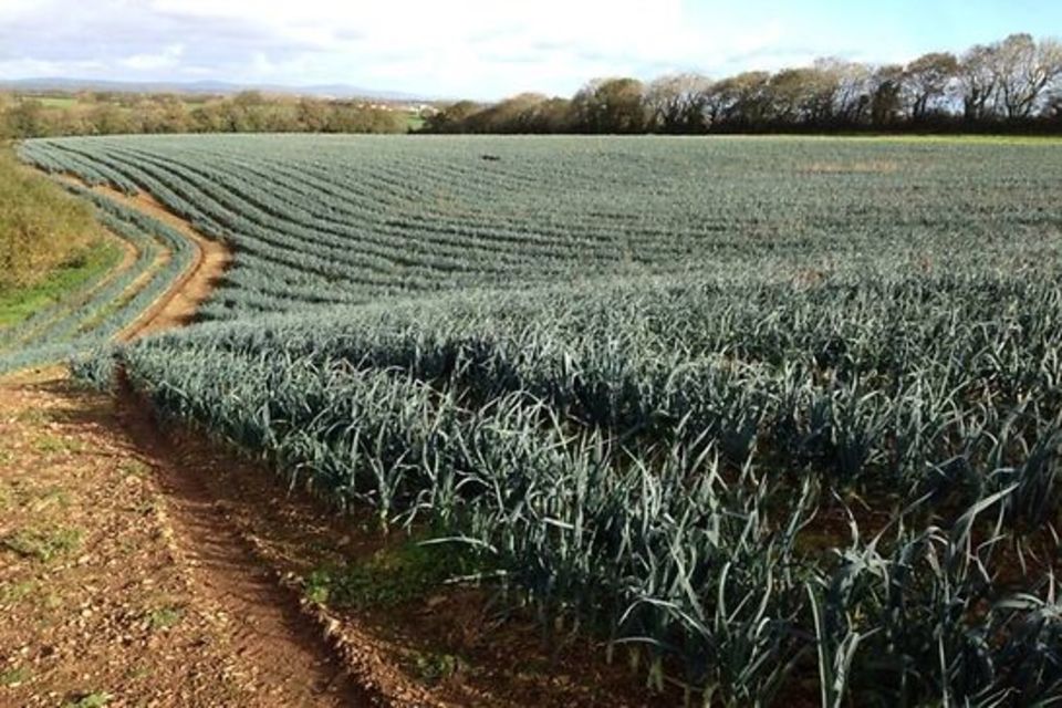 Iconic Welsh Leeks to be protected