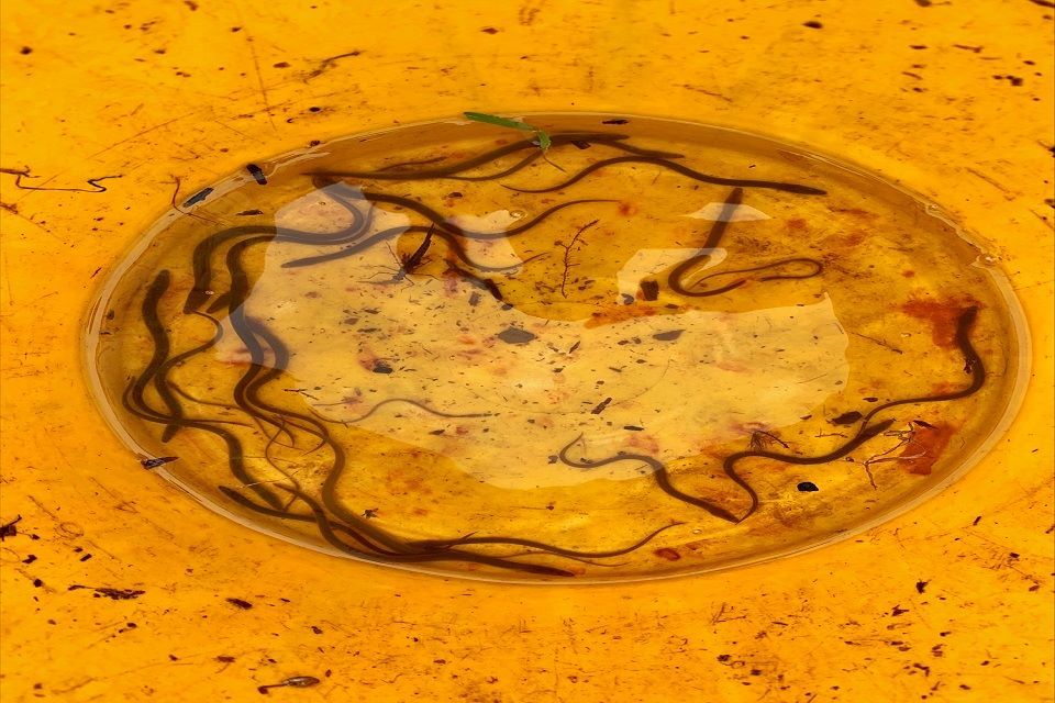 Bumper year for eels on River Great Ouse