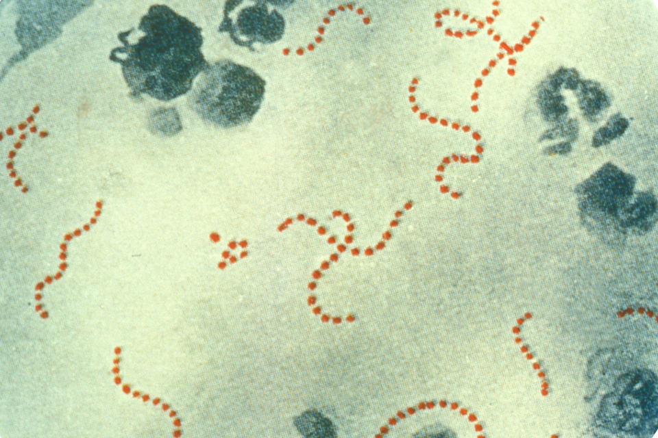 scarlet fever bacteria