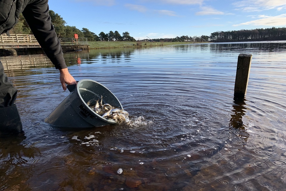 Christmas stocking gives North East fish numbers a boost