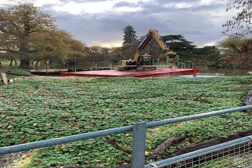 Seventy metre floating carpet of pennywort removed from River Wey