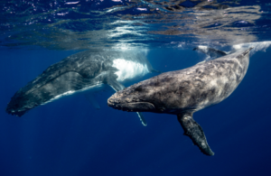 A photo of humpback whales in the ocean