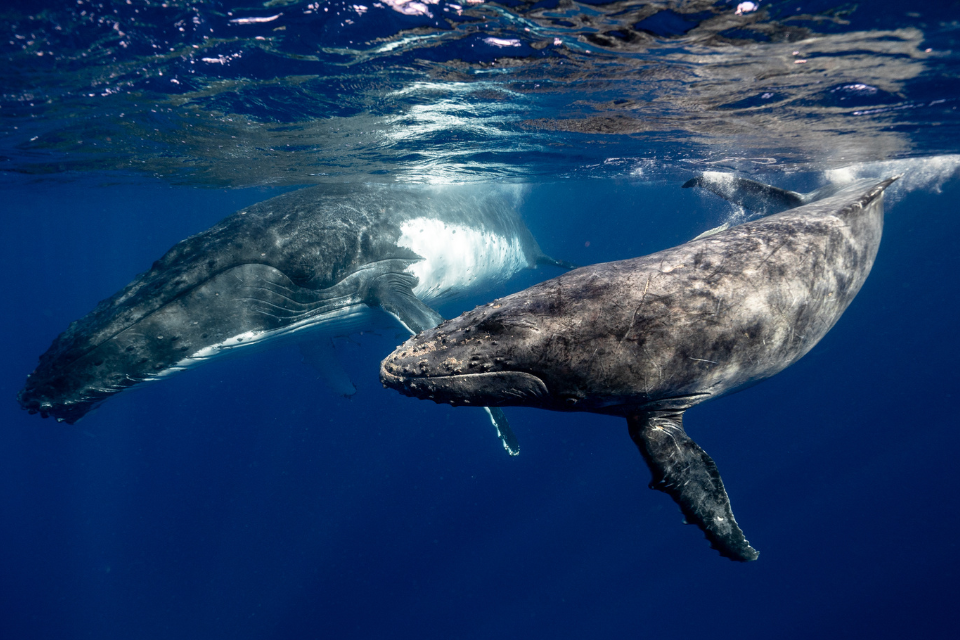 Efforts to protect habitat and wildlife around the world boosted by £34 million of UK government funding