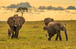 A herd of elephants (Loxodonta africana) with two baby elephants walking in the wild