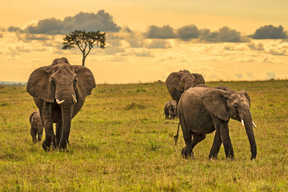 Breakthrough for nature recovery as billions of finance committed by donors