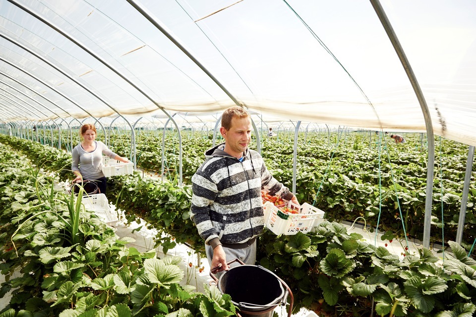 Government provides boost to horticulture industry with certainty over seasonal workers