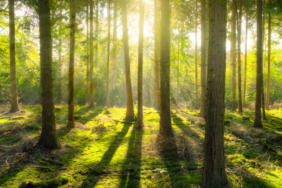 New legally binding environment targets set out