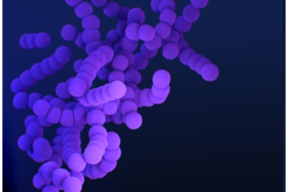 Nasal flu vaccine may help reduce cases of group A strep