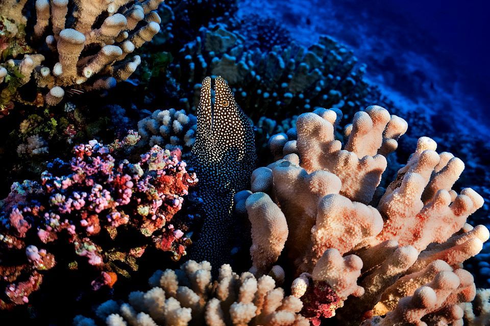 UK to continue global leadership on marine protection