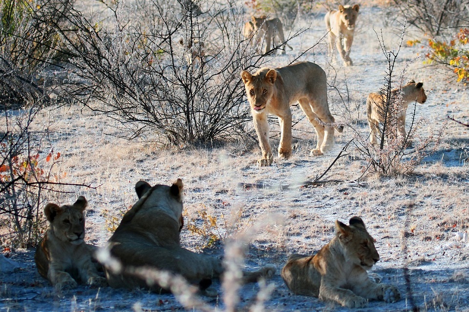 New deal to protect nature agreed at COP15