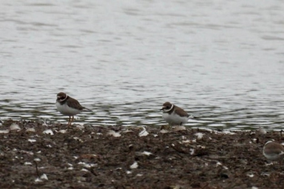 New wetland habitat thriving on Buckinghamshire’s River Thame