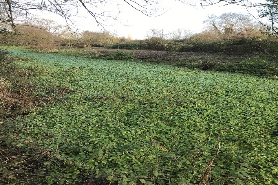700 tonnes of pennywort removed from west London river