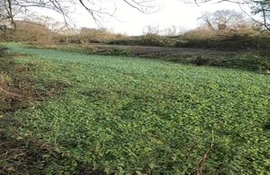 A vast carpet of the floating pennywort weed is shown across the Duke of Northumberland river in west London
