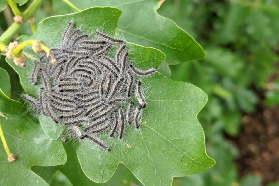 New biosecurity strategy to protect food security, trade and plant health
