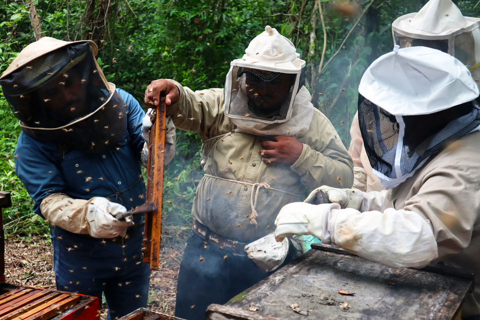 A group of Mexican in beekeeper suits work around a beehive