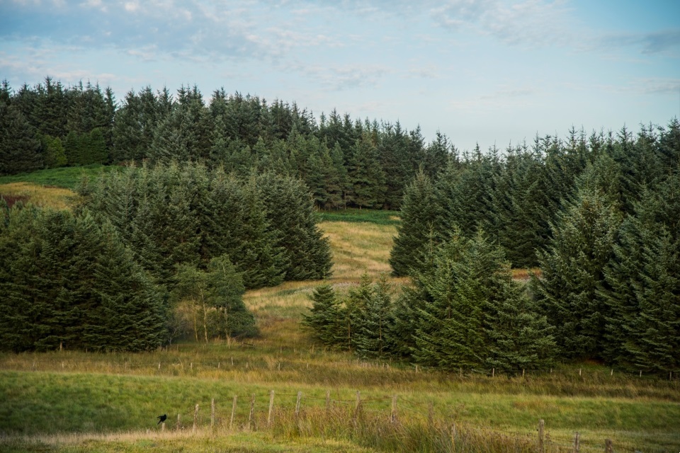 Trees and woodlands provide over £400m each year in fight against flooding, new study finds